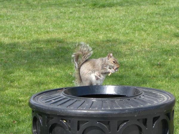 Squirrel having Lunch