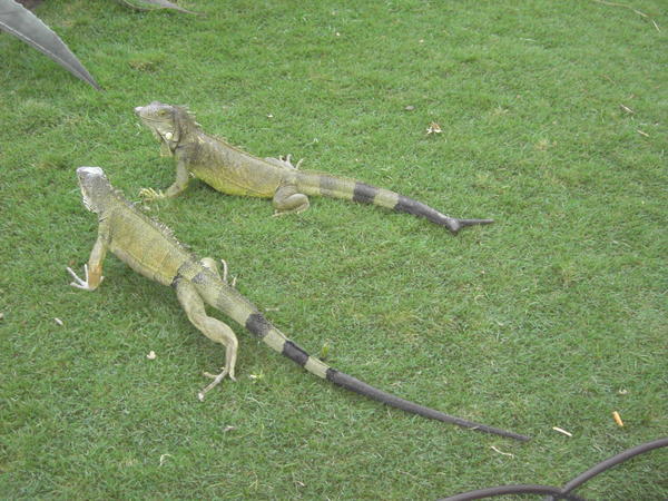 Parque Iguana