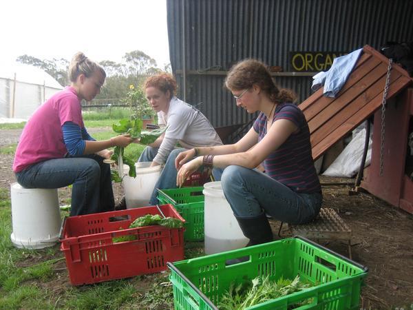 Preparing the Veggies for the Shop/Market