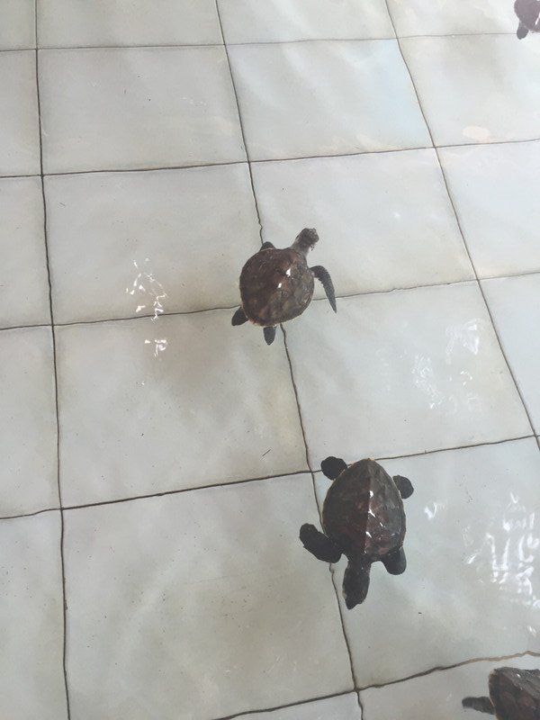 Gili T - turtle hatchlings
