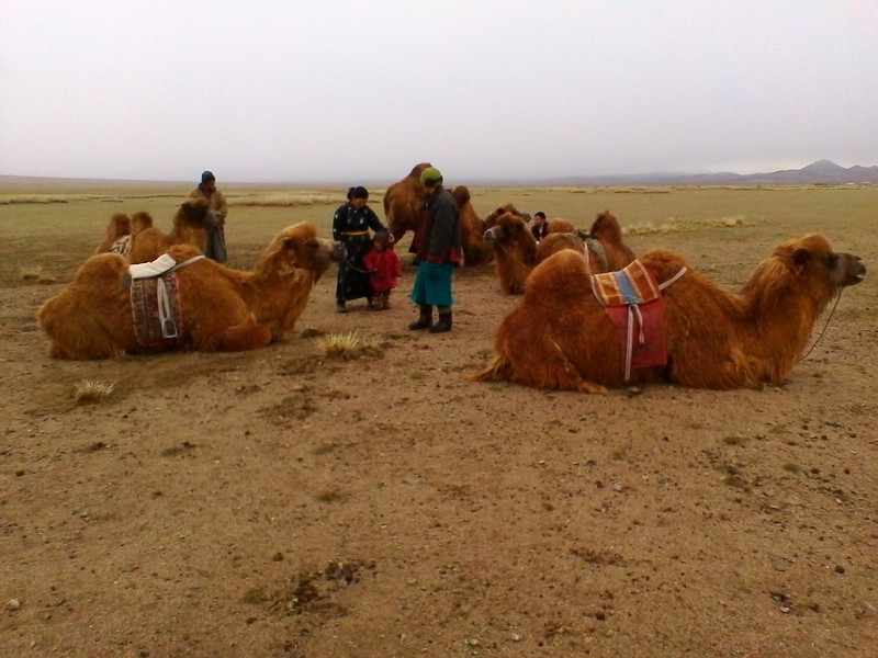 Nos chameaux