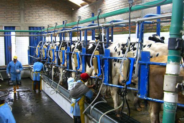 Ecuadorian Dairy Farm