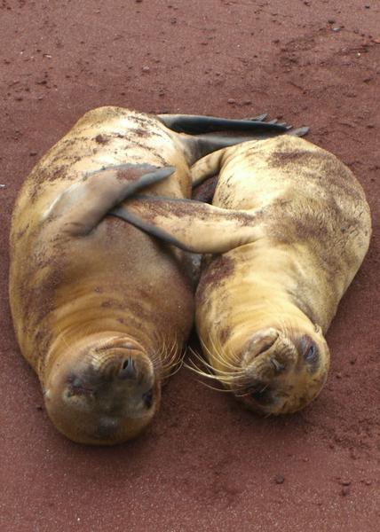 Baby Sea Lions Playing (approx 2 months old)