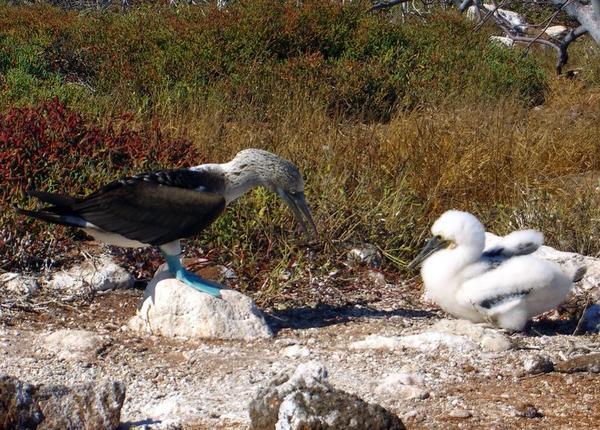 Blue footed boobie feeding its chick