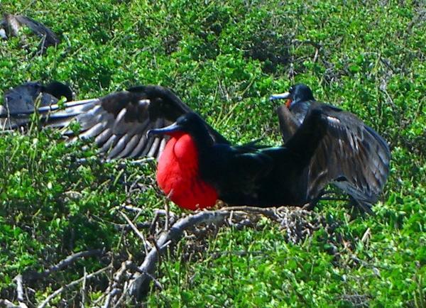 Male frigate bird trying to attract a female