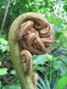 Young Tree Fern