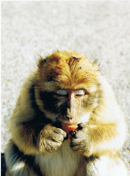 Macaque, Gibraltar