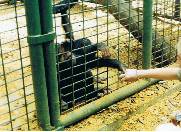 Young chimp, Afi Mountain Primate Sanctuary