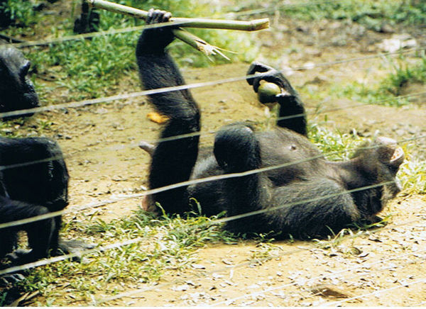 Chimp, Afi Mountain Primate Sanctuary