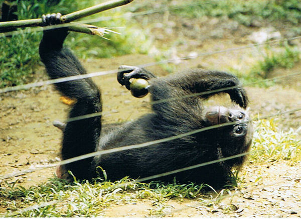 Chimp, Afi Mountain Primate Sanctuary