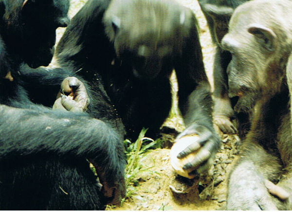Chimp lunch time, Afi Mountain Primate Sanctuary