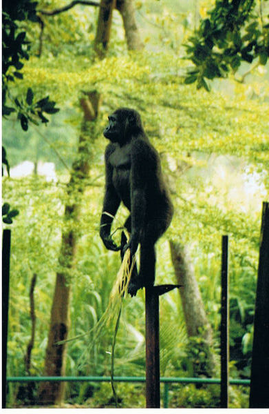 Lowland Gorilla, Limbe Wildlife Centre