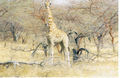 Giraffe, Waza National Park