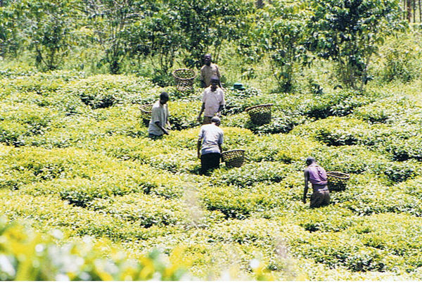 Tea fields and pickers, Buhoma