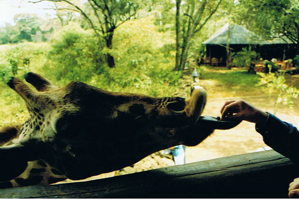 Handfeeding an endangered Rothschild giraffe at the Langata Giraffe Cetre, Nairobi