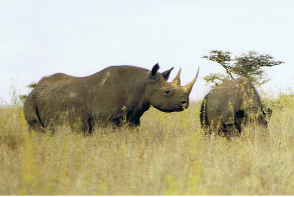 Black Rhino mother and young, Nairobi NP