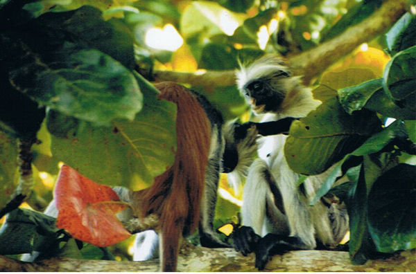 Red Colobus Monkey, Zanzibar
