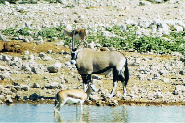 Oryx/Gemsbok and a Springbok, Etosha