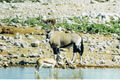 Oryx/Gemsbok and a Springbok, Etosha