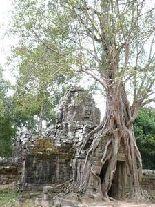 Tree growing in Ta Som temple