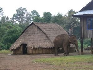 Traditional Hill Tribe hut, and our elephant for the day