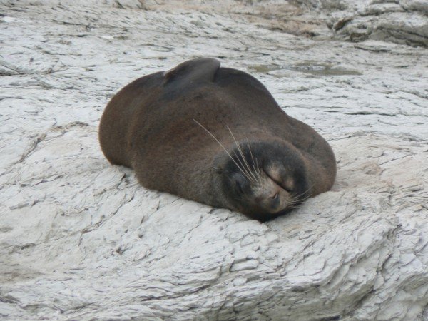 Seal at kaikoura
