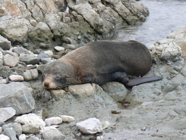 Seal around Kaikoura Peninsular