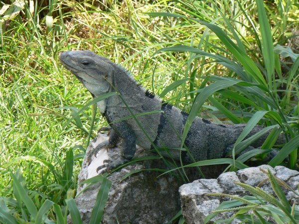 One of our many iguana photos