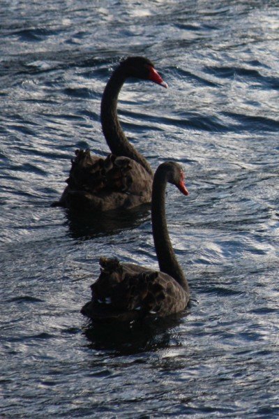 more black swans