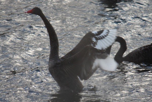 still more black swans