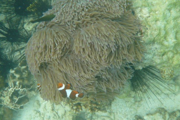 False clownfish in an anemone 