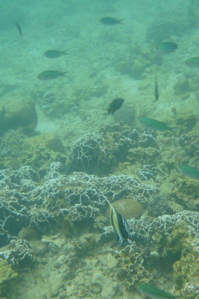 Bannerfish (front) plus friends