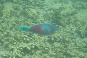 Parrotfish again