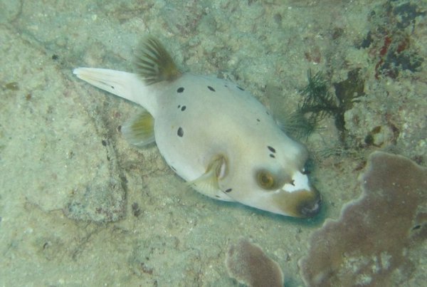Blackspotted puffer 1