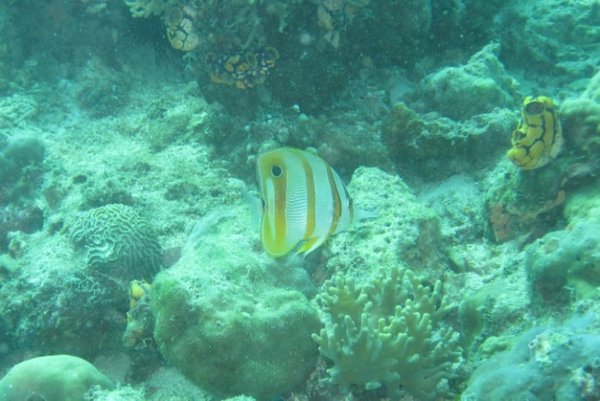 Copperbanded Butterflyfish 3