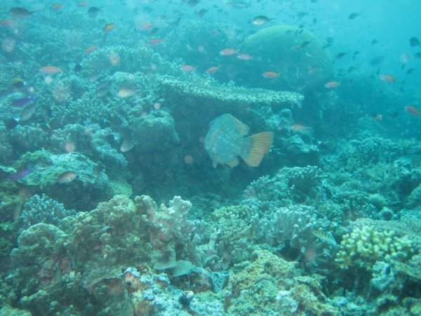 The reef