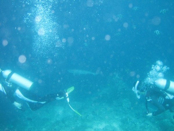 Reef shark and some of our fellow divers