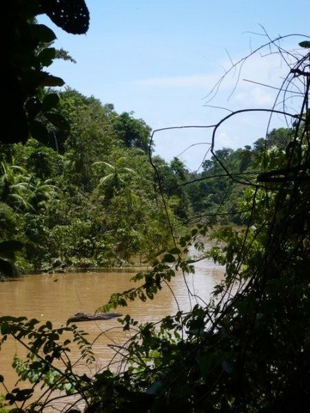 tributary of the Kinabatangan River
