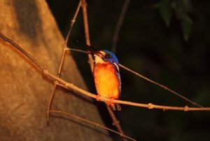 Kingfisher at night