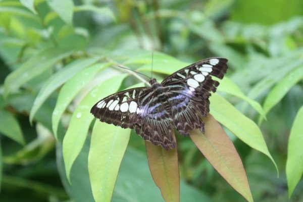 In the butterfly enclosure
