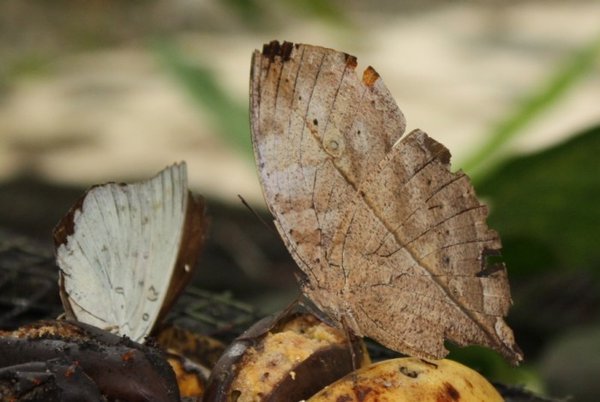 "dead leaf butterfly"