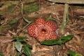 Rafflesia Flower on the forest floor