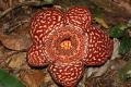 Rafflesia Priceii
