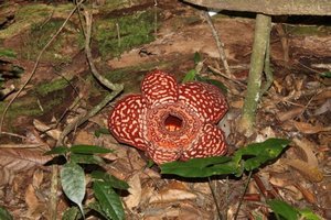 Rafflesia Flower on the forest floor
