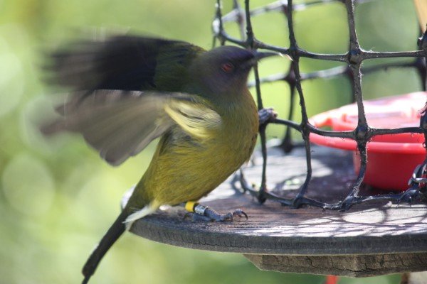 Bellbird at a sugar water feeder