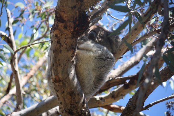 and another koala