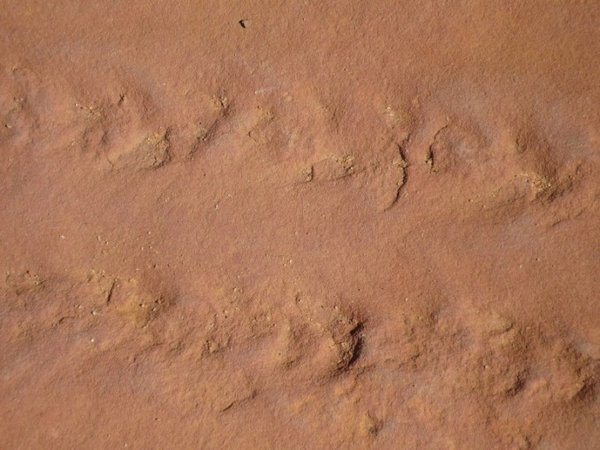 tracks made millions of years ago by a scorpions ancestor