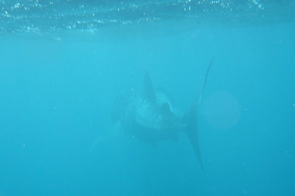 back end of a Whale shark