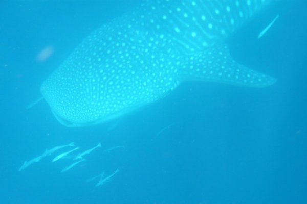 Whale shark and friends