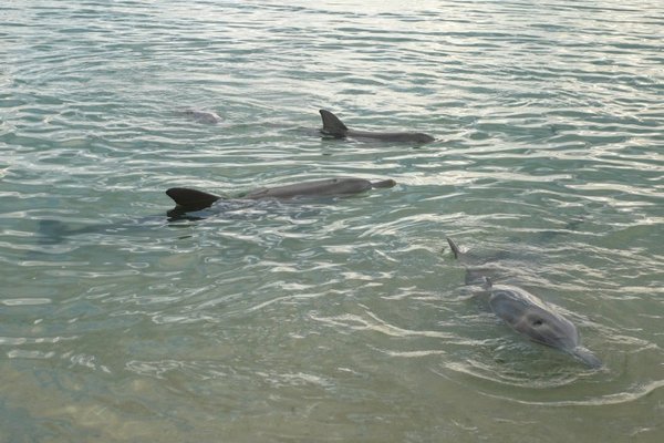 dolphins hanging around waiting for food